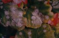 /album/fotogaleria/uvas3-jpg1/